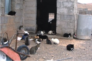 29_OKAPI_CASTRACIONARRIBA