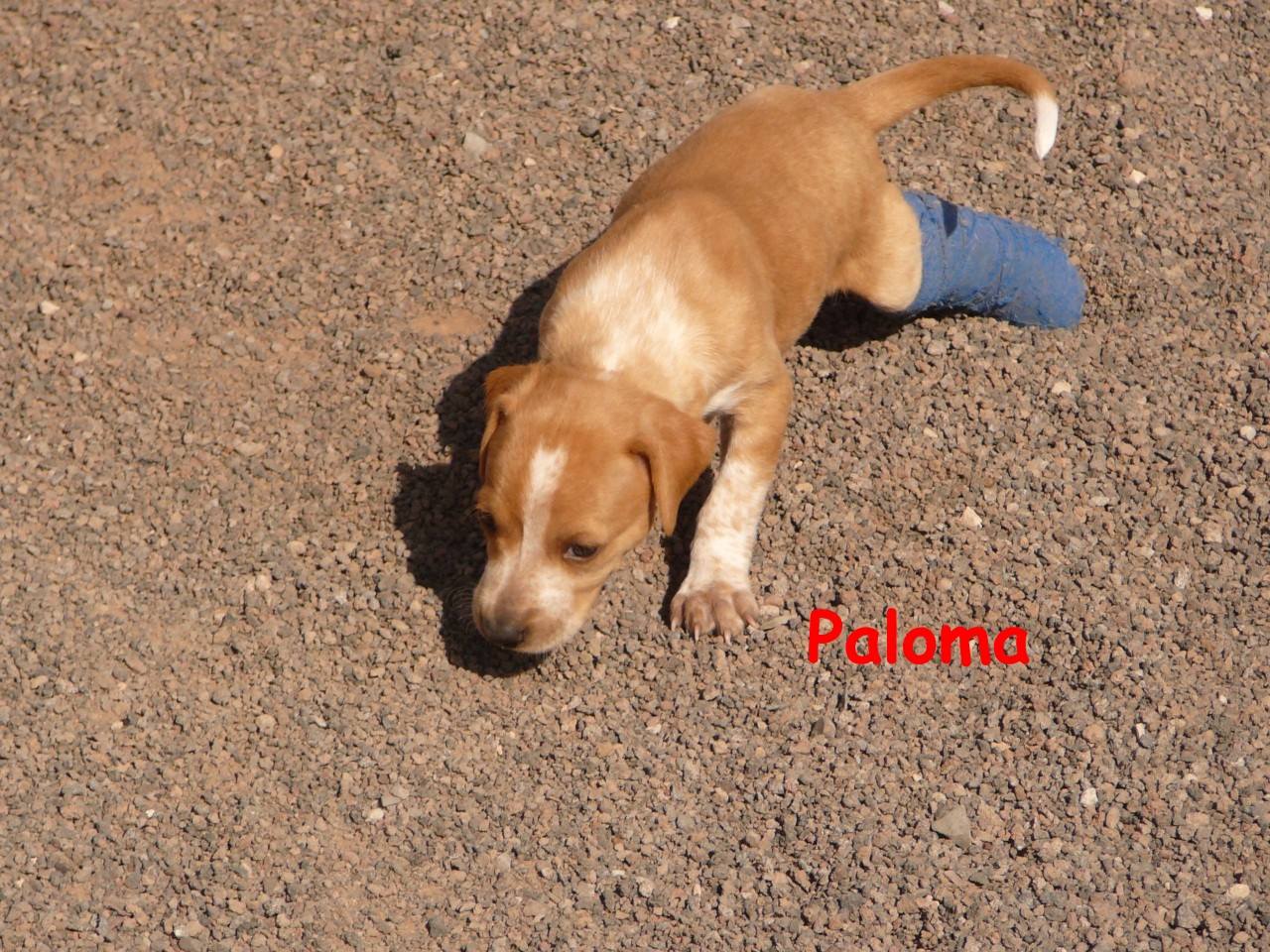 Paloma-1
